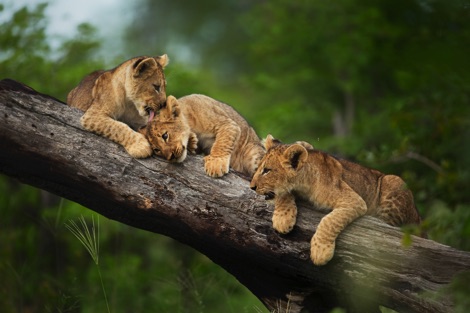 Three lion cubs sitting on a branch